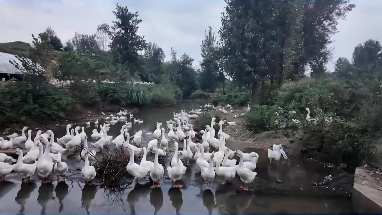 你有没有想过，一只鹅能让山区老乡增收多少？🦢

在南召县五朵镇，答案是：300