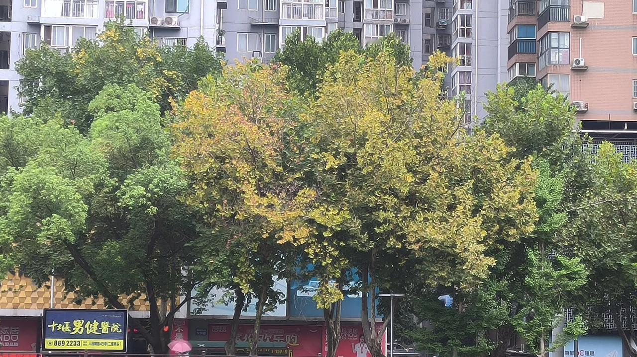 #秋日景色随手拍#