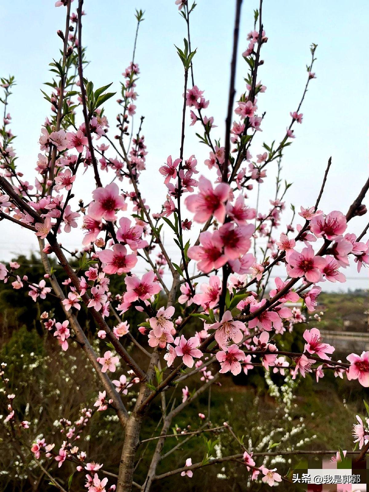 我太羡慕楼下那位阿姨了。
每天把自己的花草伺候得油光水滑，前两天还教我怎么拼团买
