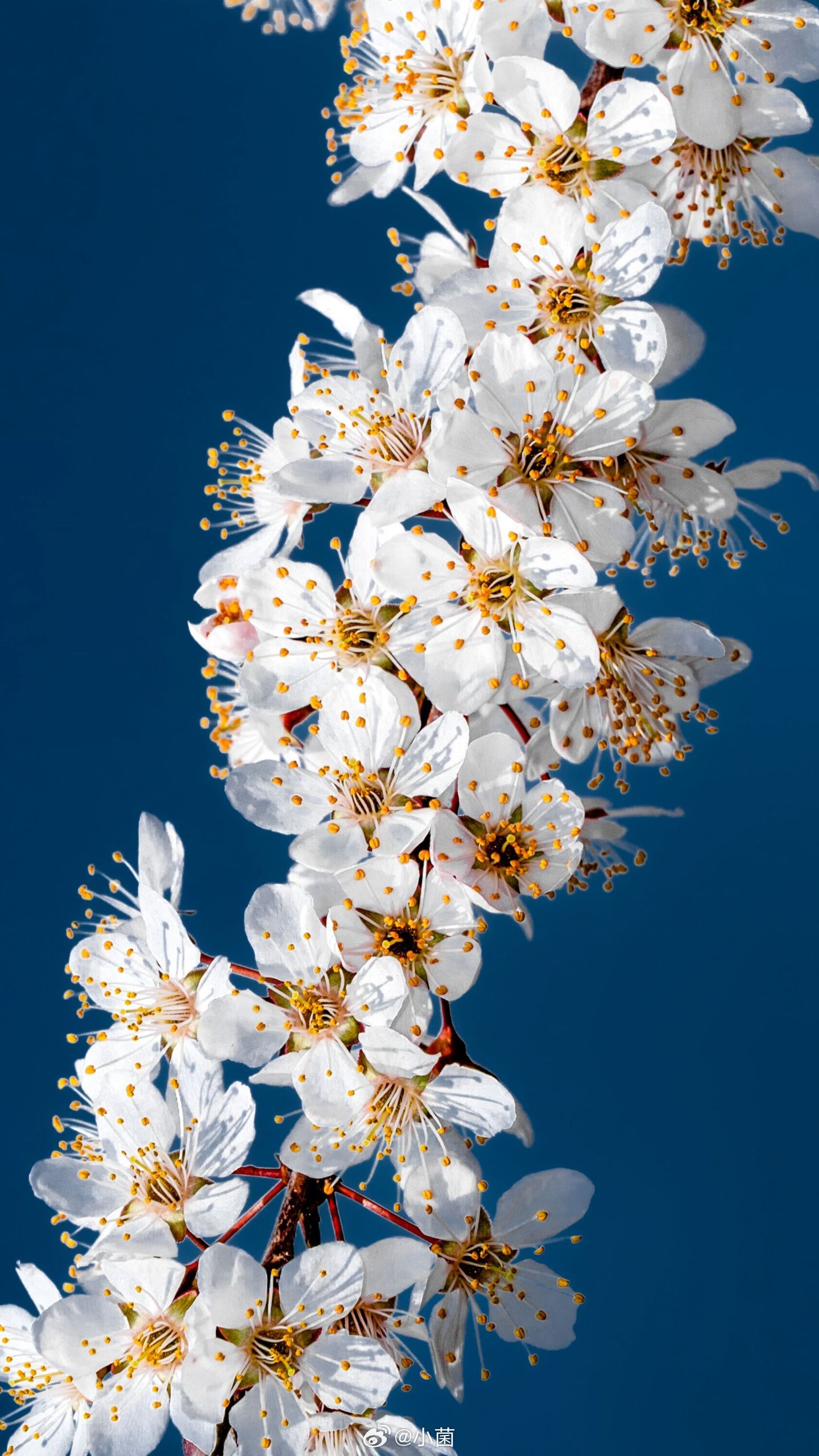 小菌 人生荒芜，所以春天周而复始🍃早朋友们，新周愉快。 