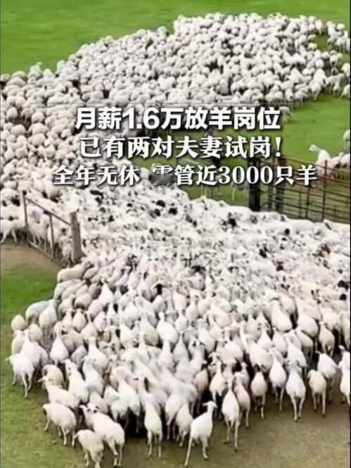 月薪1.6万放羊已有两对夫妻试岗看到这个热搜，突然有点鼻酸。300多人抢一个放羊