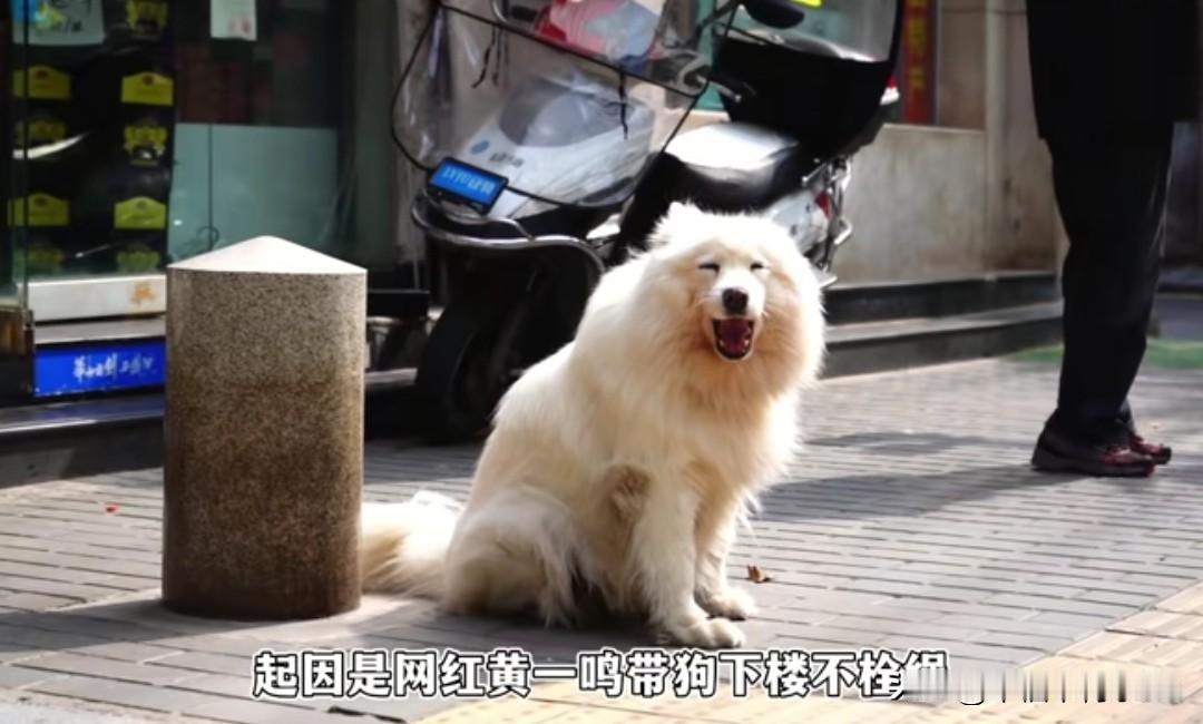 百万网红遛狗不牵绳冲路人叫嚣，扬言网暴邻居，当晚哭着拍视频道歉
 
事情是早上小