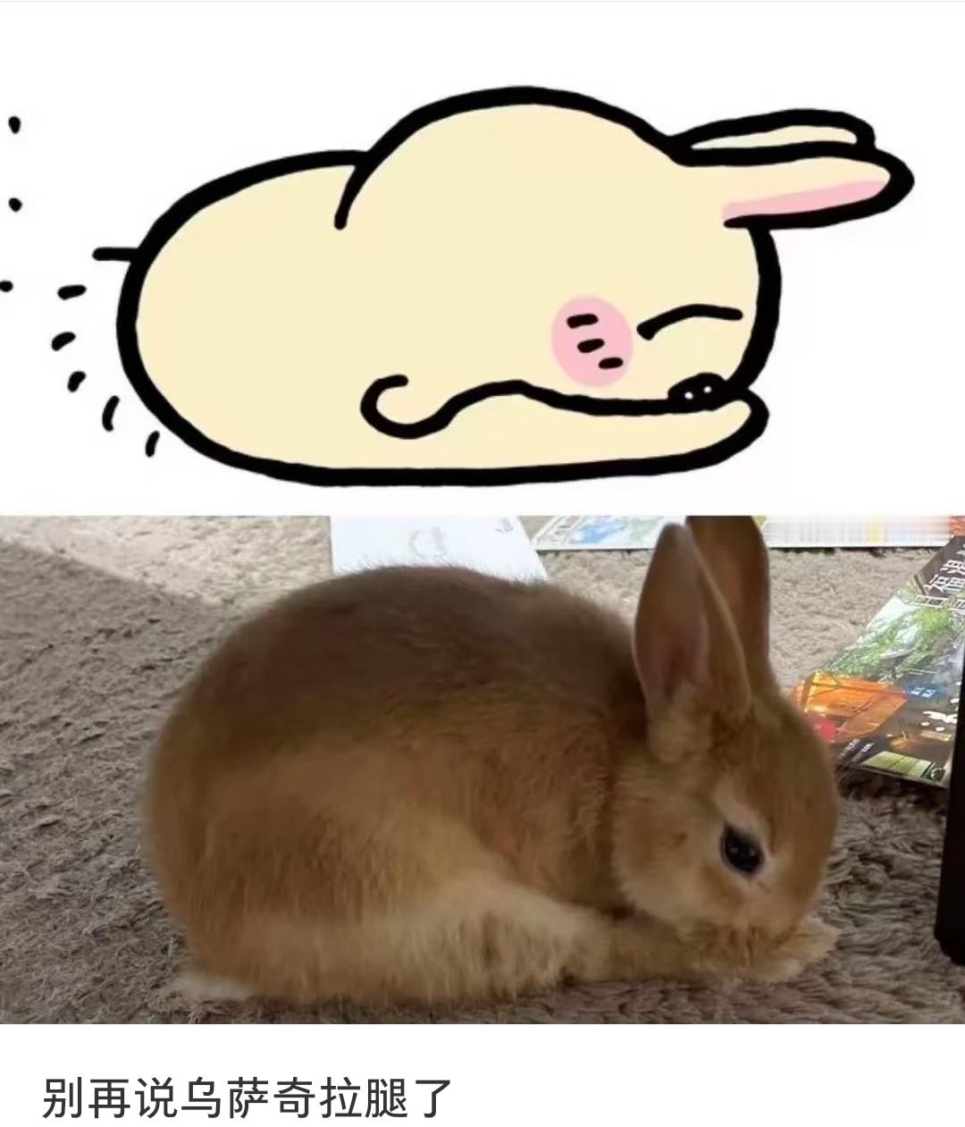 乌萨奇比例好
