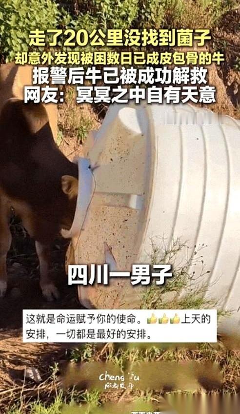 四川凉山一位杨先生进山找松露，徒步走了20公里一无所获，却在回程的山坡上救下了一