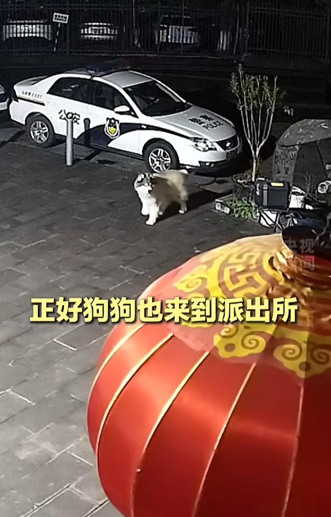 重庆，一女子赶到派出所寻找走失的爱犬。就在民警准备调取监控时，丢失的那条狗竟然自