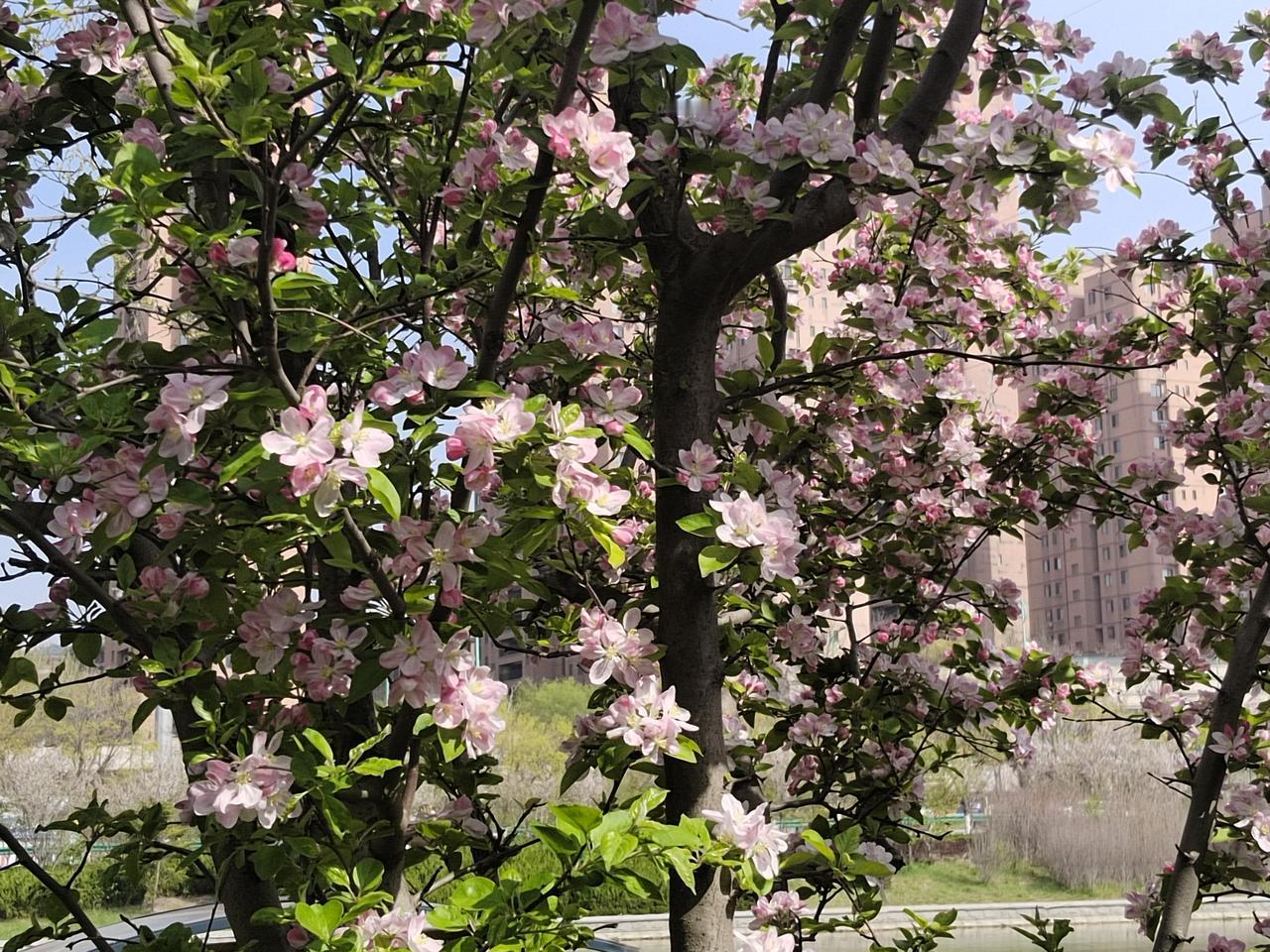分享一张喜欢的植物的照片