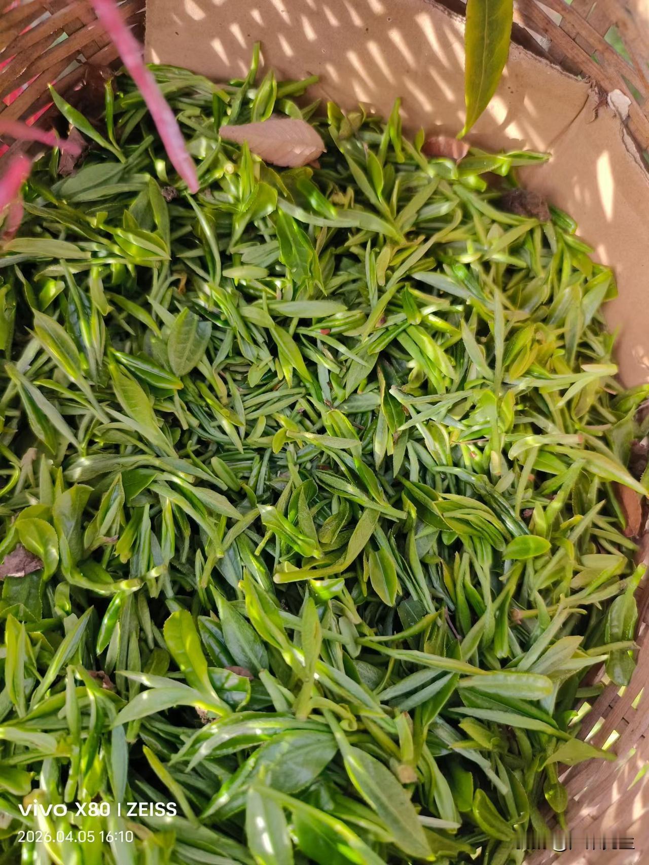 云雾润芽尖，铁锅焙春香，茅山明前特炒正式开采！
 茅山叠翠，清泉滋养，头采芽叶肥