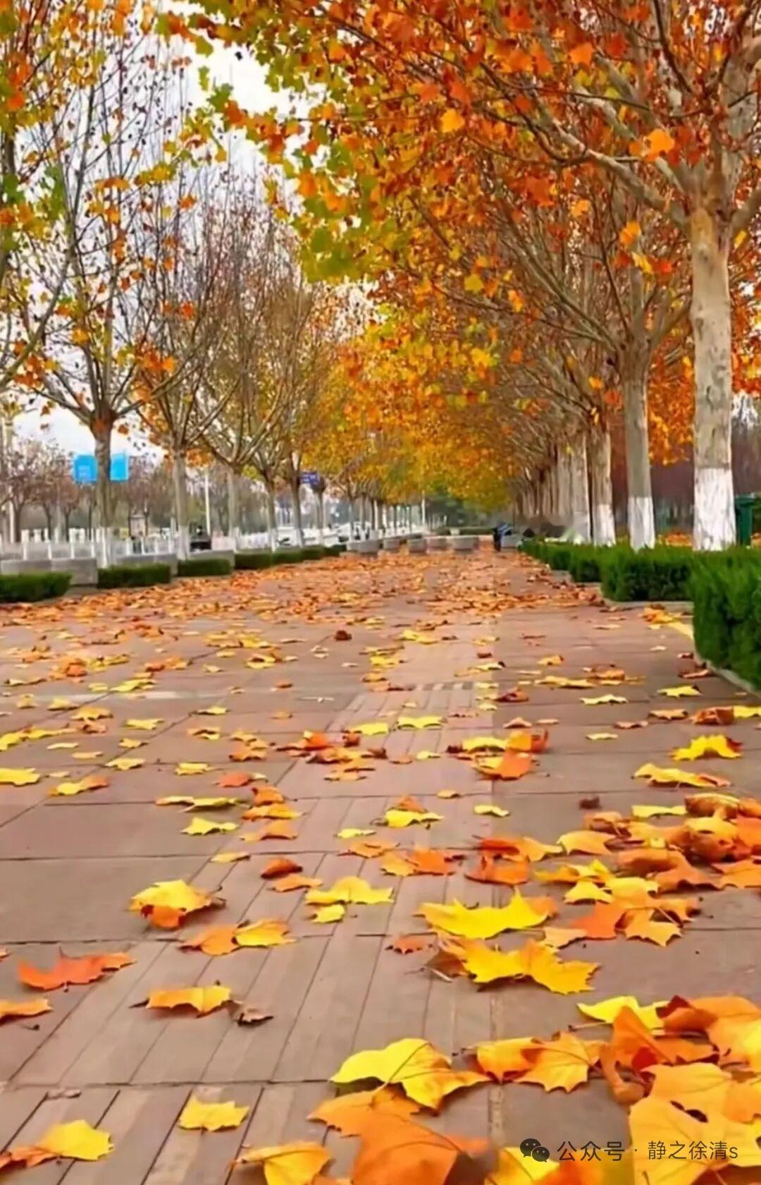 秋色
似蕊非花映碧涯，
山城入画韵堪嘉。
橙黄尽染秋光里，
不逊春芳夏景华。