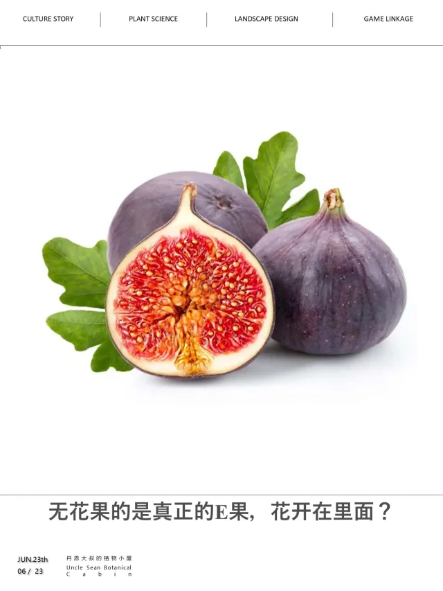 你知道无花果是植物界的“E人”吗🍑