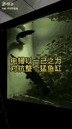 一整缸猛鱼，在电鳗面前也得老老实实，不敢造次。不需鳞甲，带电才是王者，什么食人鱼