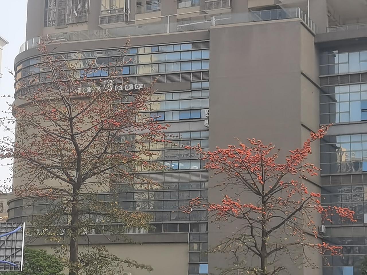 木棉花开了，火红火红的，就像春天的向往！