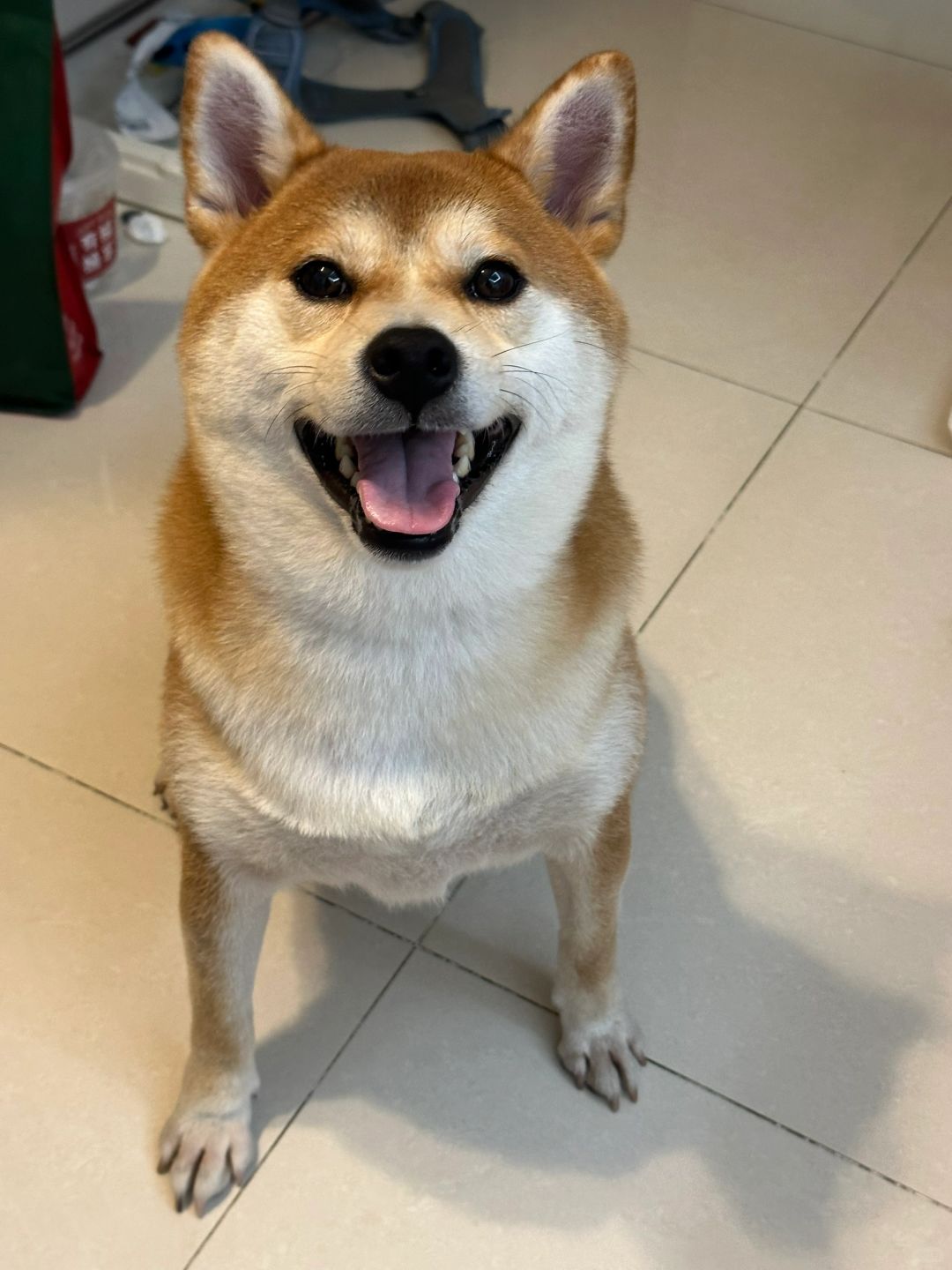 求上海春节期间靠谱家庭寄养