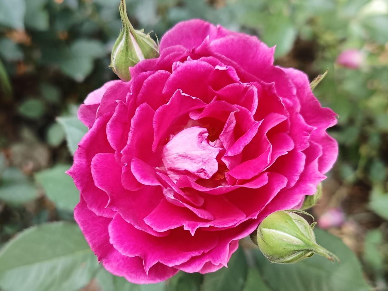 繁花朵朵皆明艳，
岁岁花期各井然。
万般境遇皆从容，
安然笃定赴流年。