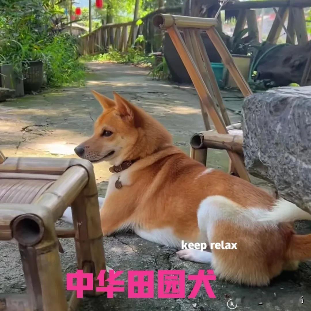 朋友家的狗子太养眼了，随便往地上一趴，就是一道靓丽的风景。

这只中华田园犬是朋