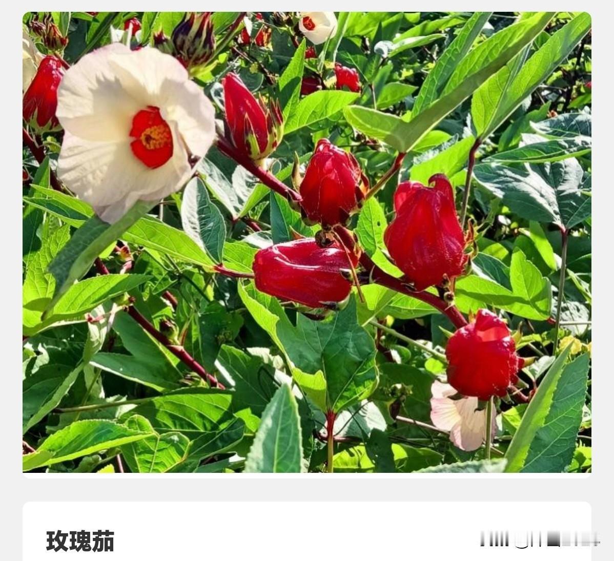 洛神花是玫瑰茄？
朋友，你认为“洛神花”是“玫瑰茄”吗？答案：是！玫瑰茄和洛神花
