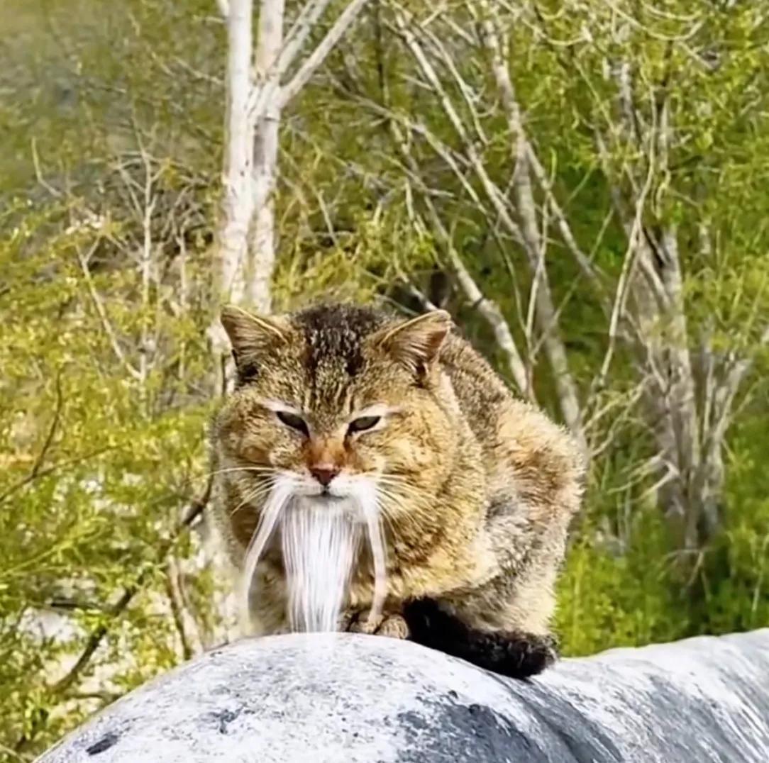 这是一只自带仙气的猫咪，一撮长长的白胡须垂在嘴边，好似世外高人。眼神淡然慵懒，蹲