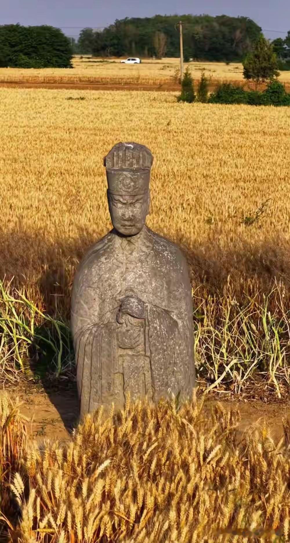 人比麦子多。
“麦田里的守望者”。
河南石像生与金色麦浪跨越时空同框。
今年赶不