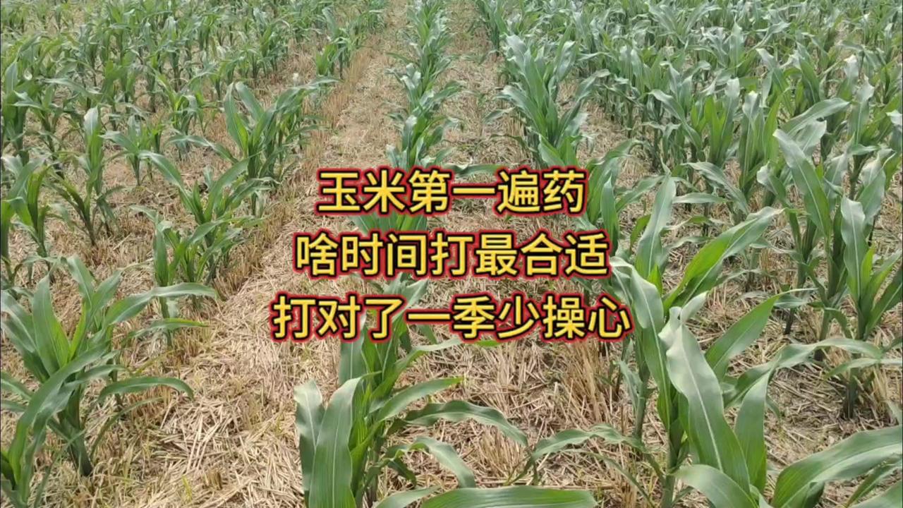 种玉米打好第一遍药是培育壮苗的关键，啥时候打最合适呢？记住一个黄金节点，能让你一