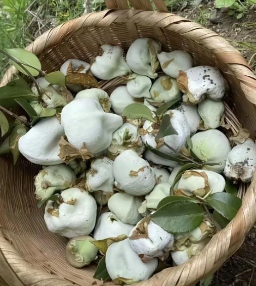 城里人谁懂啊！这筐看着像白馒头的东西，竟是农村娃刻在DNA里的春日限定美味——茶