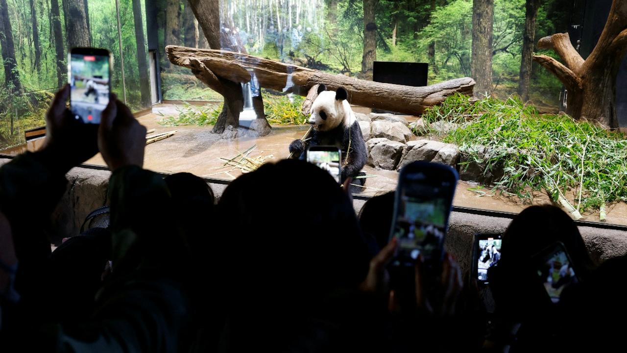 即将归还给中国的龙凤胎大熊猫“晓晓”和“蕾蕾”1月25日迎来在日本上野动物园的最