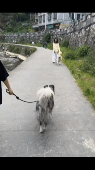 悠闲的午后，牵着狗狗散步，享受宁静时光。🐾🌿