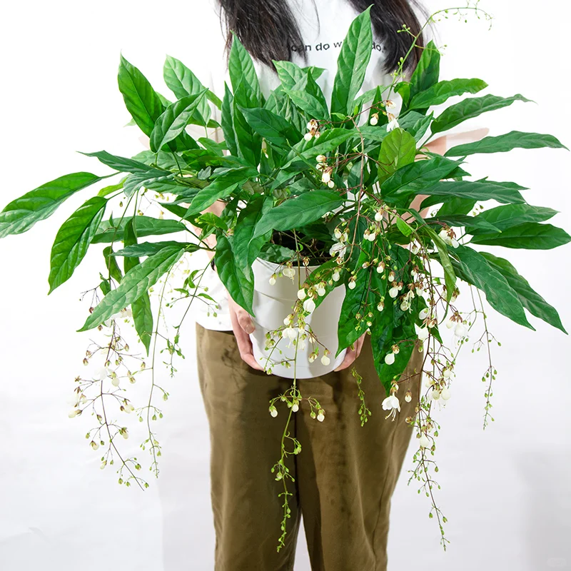 😜我的妈呀！垂丝茉莉小苗也太可爱啦！