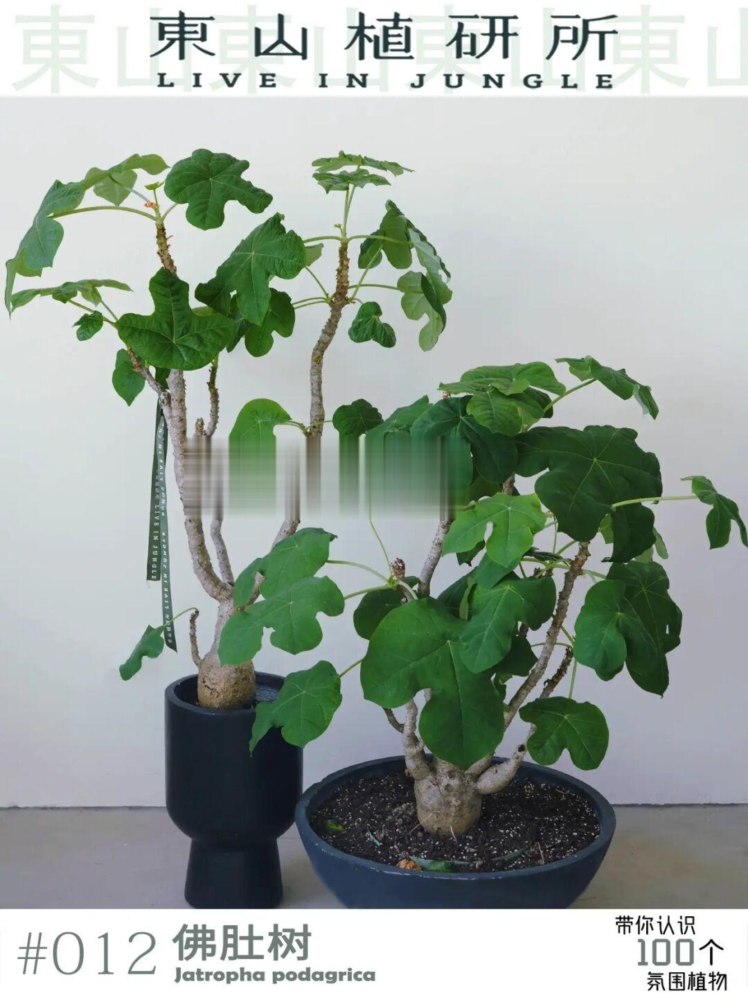 佛肚海棠|“四季燃烧”的懒人绿植 新手友好