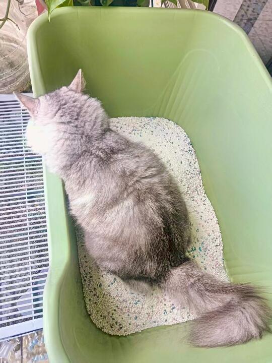 🐱 被这款木薯猫砂惊艳到了！