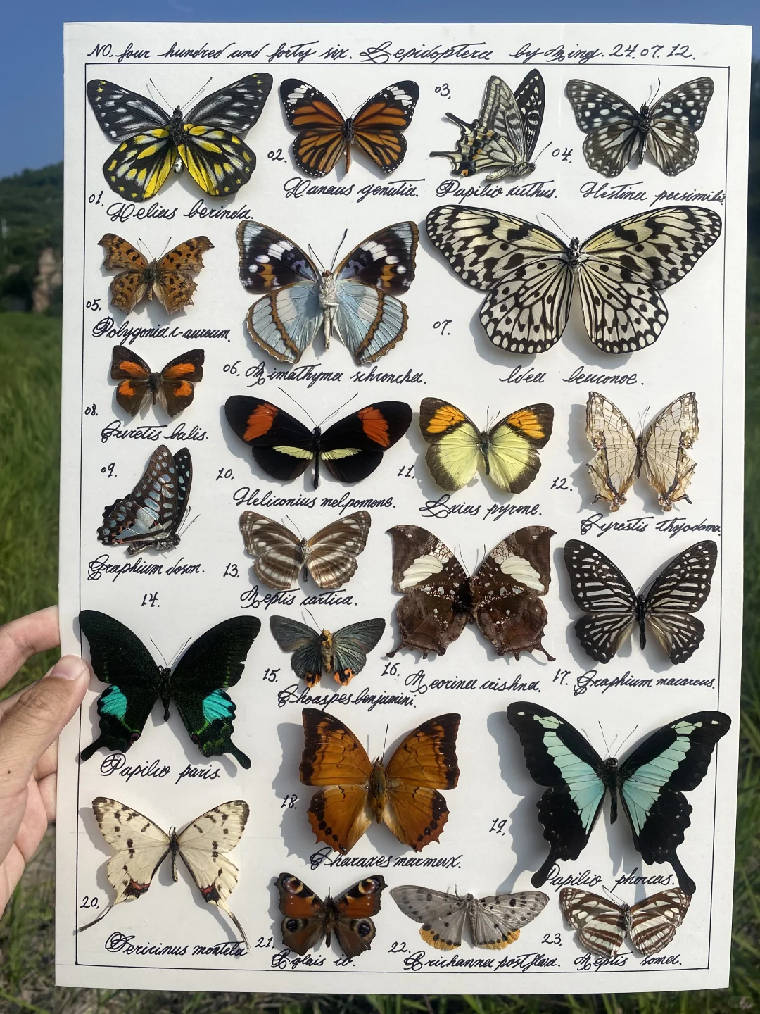 蝴蝶标本图鉴 NO,446