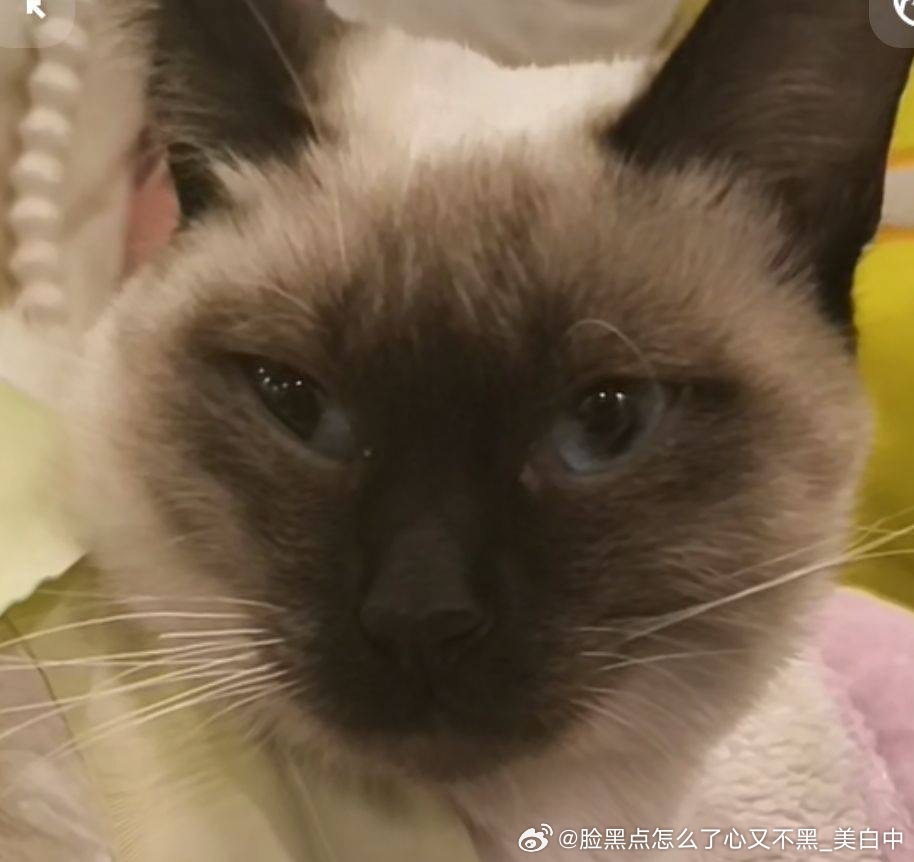 4119只黑脸一绝育傻三年 ​​​