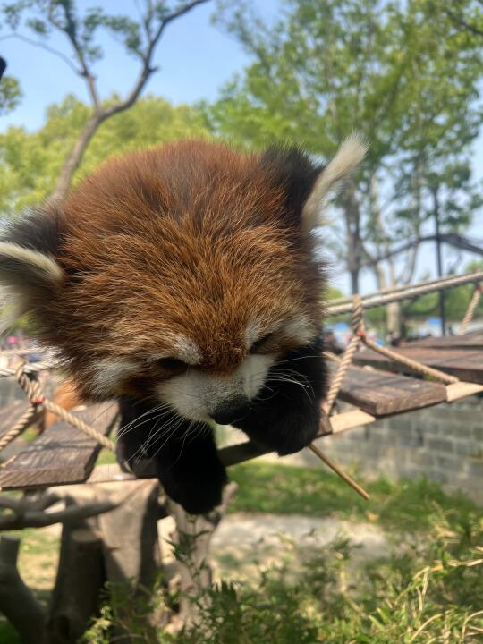 我的毛绒玩具会动🧸ᵕ̈