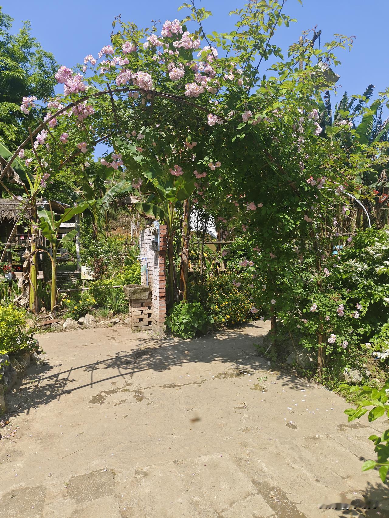 这蔷薇花拱门，是周末最好的礼物
 
周末被这满架蔷薇撞个满怀！粉粉嫩嫩的花团缀满