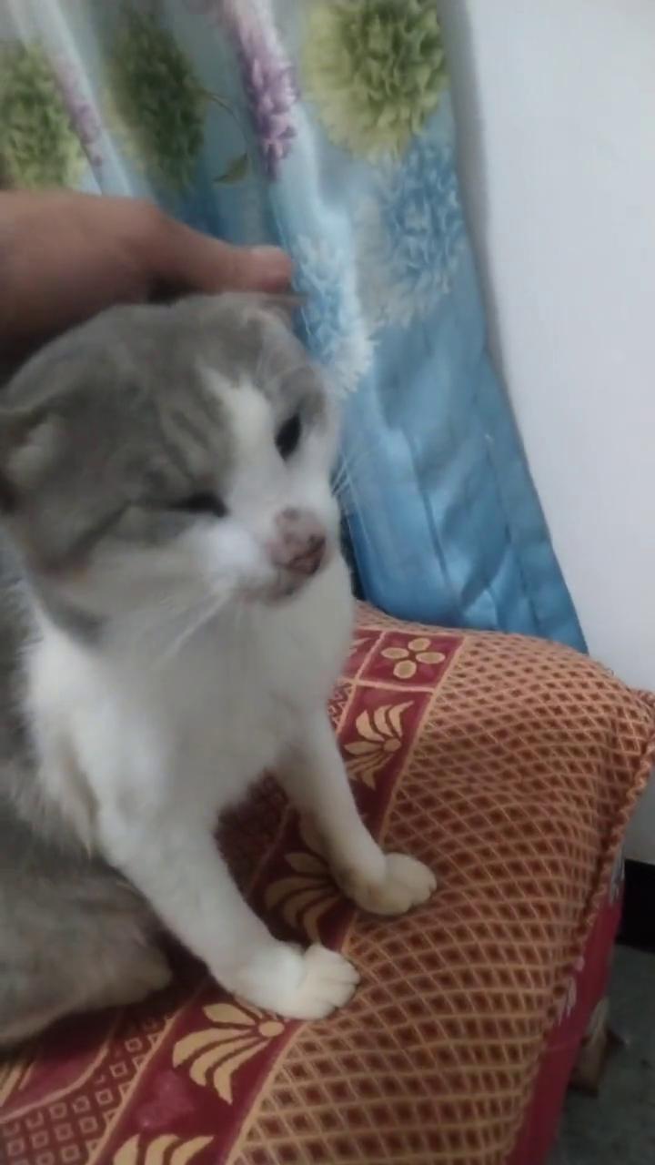 没想到你也有今天。困的时候怎么弄都没事。女人的被妖烧的姿势。这成年猫吧？你再看这