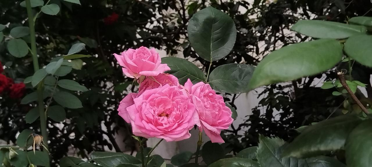 分享拍摄的月季花