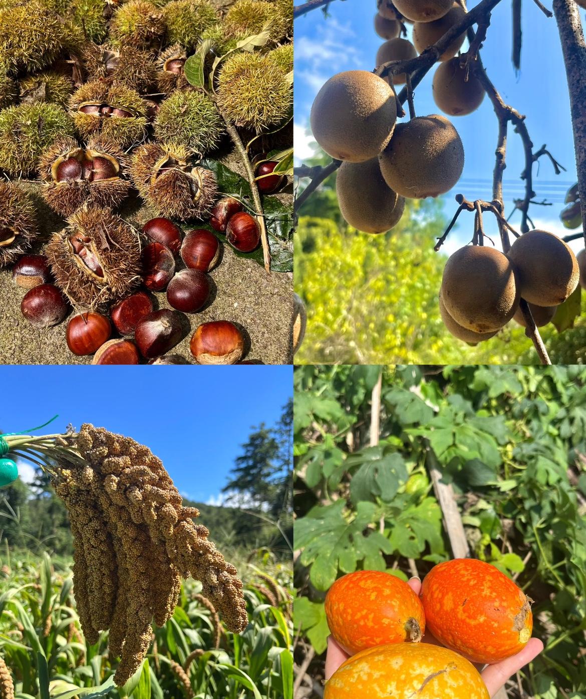 秋日生活打卡季