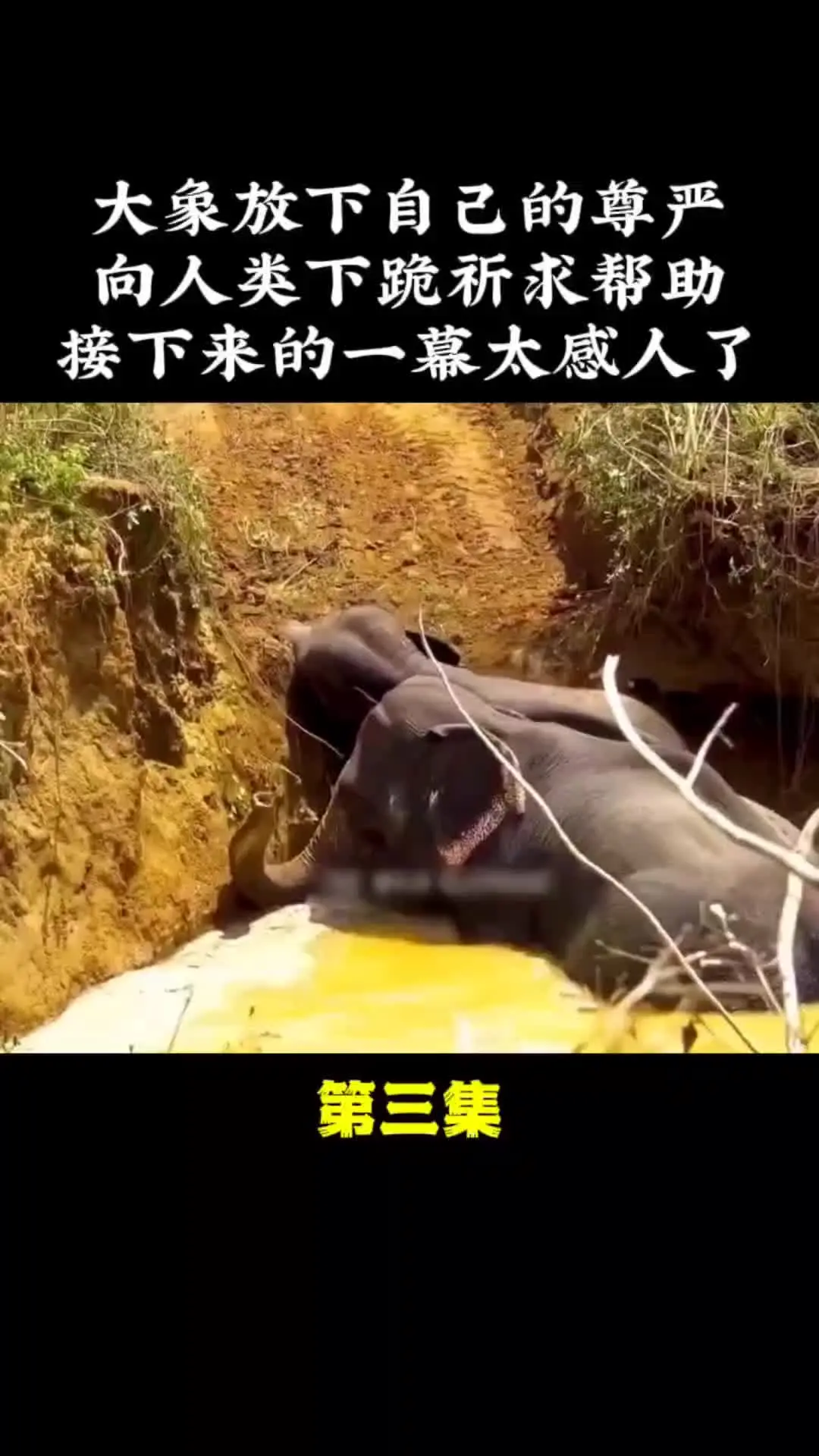 动物解说 动物世界 万物皆有灵性