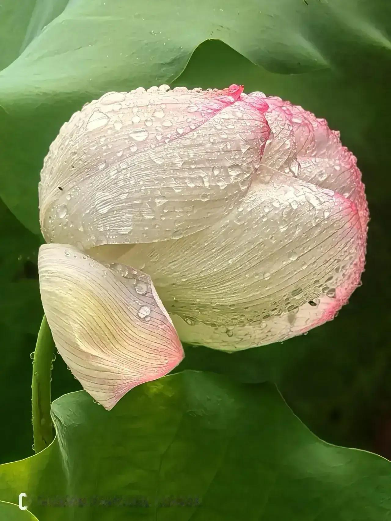 七绝 赏荷通韵
荷塘六月韵无声，
水面凭阑看晚晴。
片片青云随浪舞，
忽惊白鹭入