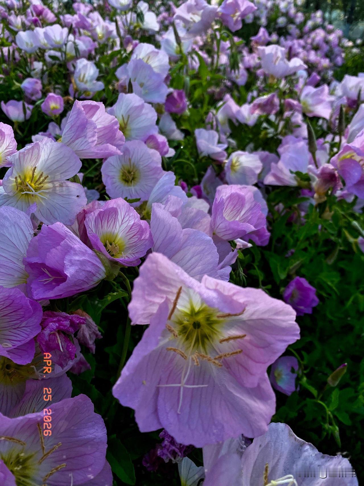 美丽月见草，谁见谁都爱！
它原产于美国南部，妥妥的外来物种，却在国内的公园、湿地