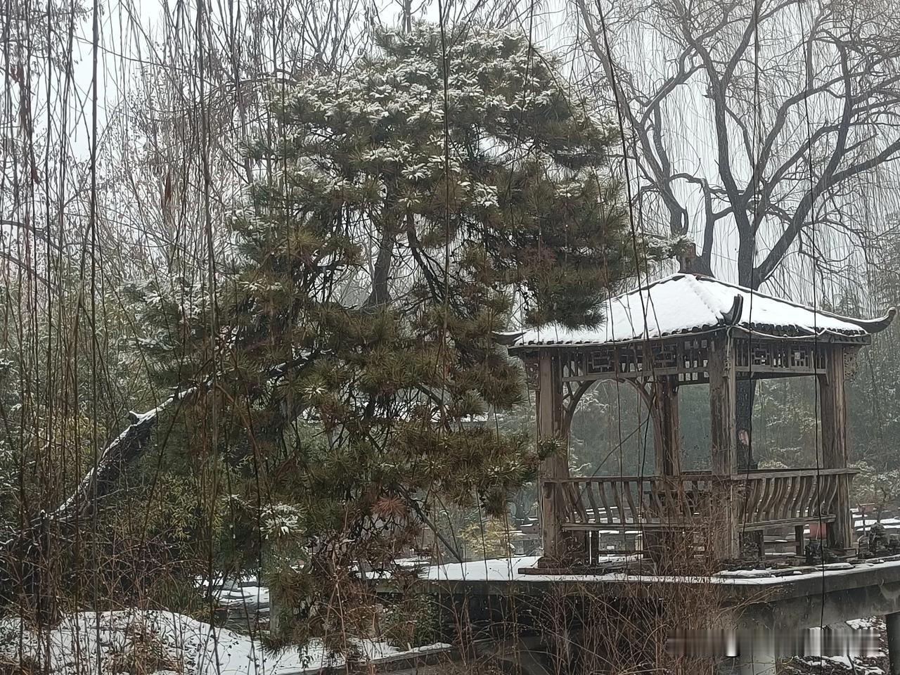 父亲盆景园迎来今年的第一场雪