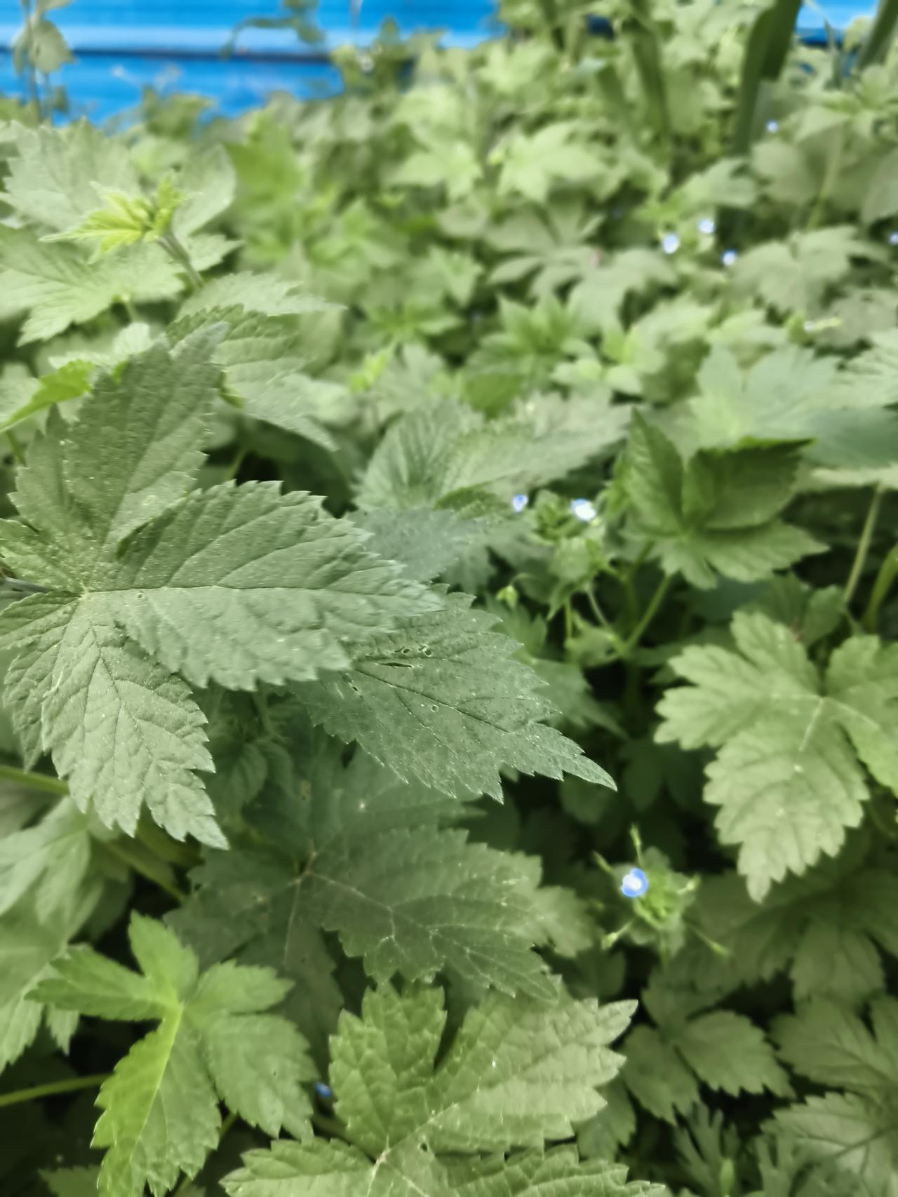 记录我的2026这已经4月份了，我种的菜还没有发芽呢。这今天一场雨，明天一场雪的