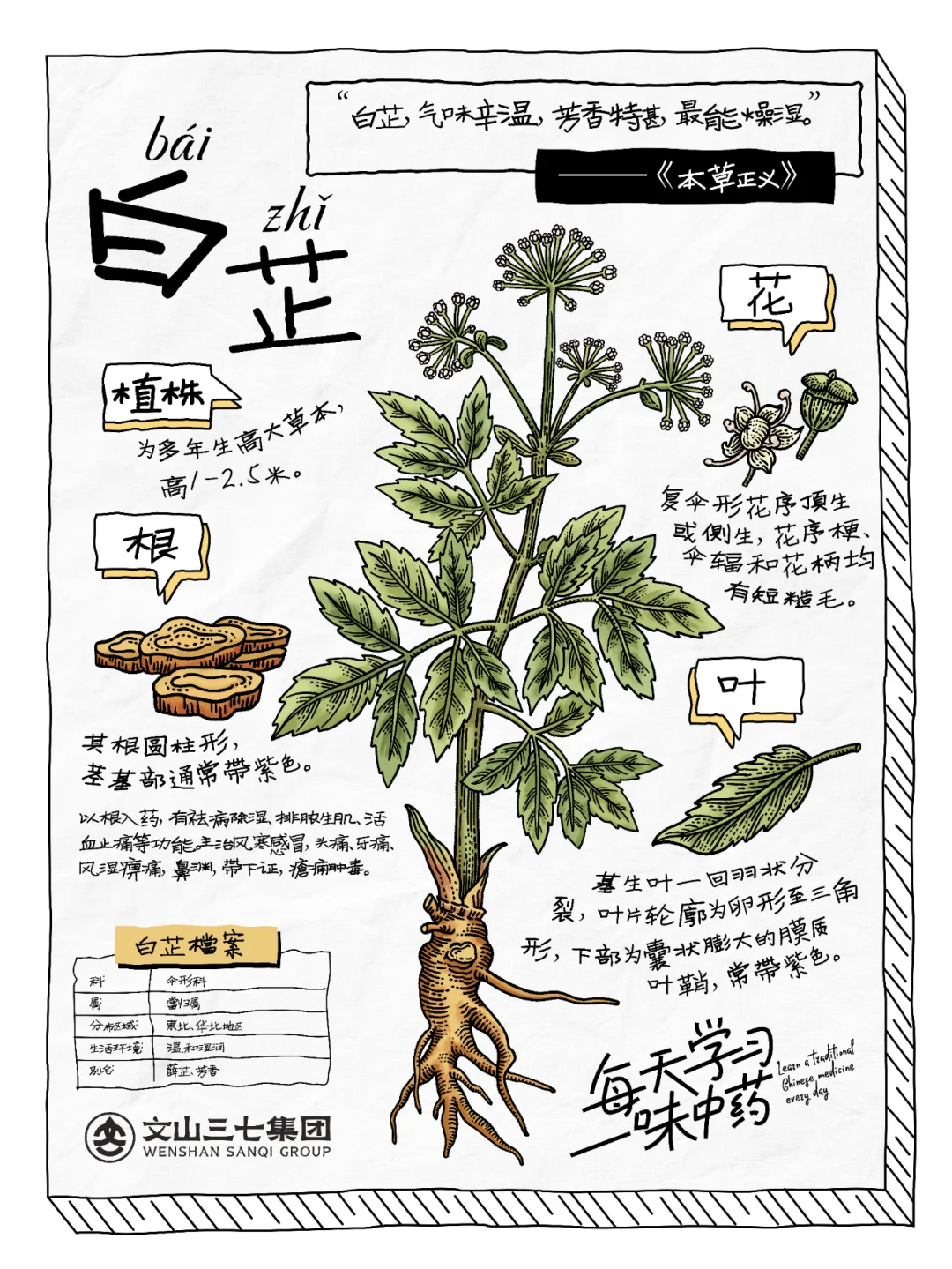 👉🏻 每天学习一味中药｜白芷