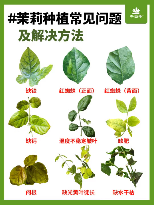 茉莉黄叶？常见8大问题及解决方法总结！