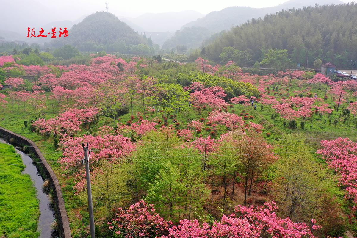 浙江省宁波市象山县西周镇蒙溪村的倪家自然村，油桐惊艳开花，在田园间铺展绵延，正是