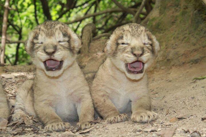 小亚洲狮的耳朵真的比小非洲狮大很多。从刚出生就可以看出来，大大的耳朵贴在脸上