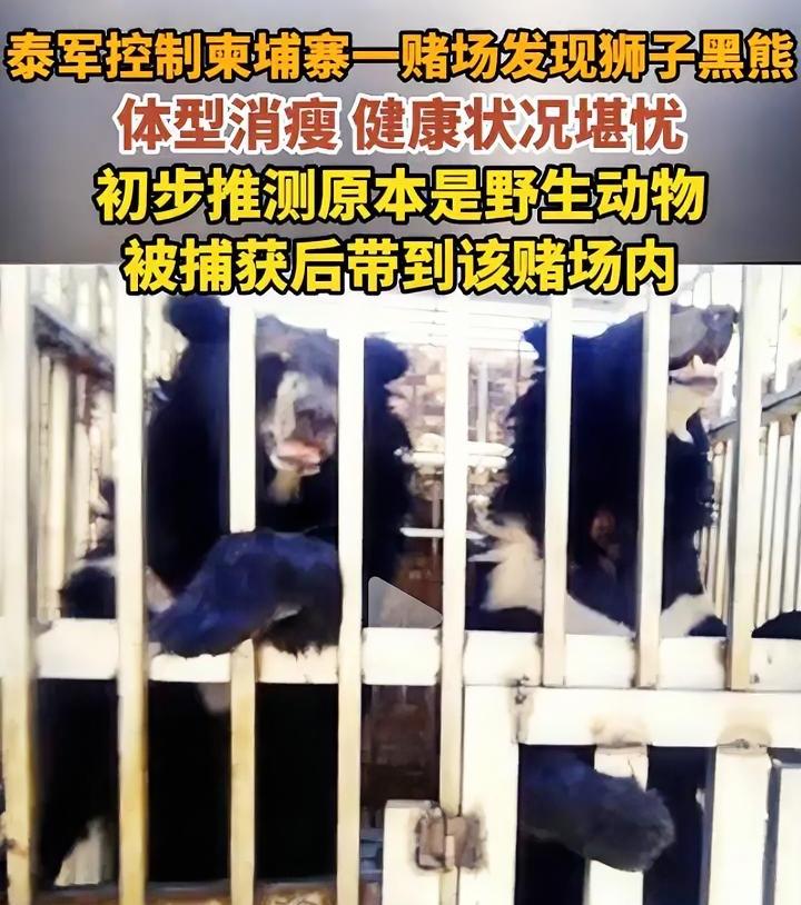 连动物都不放过？
泰军又有新发现，柬埔寨赌场里竟然有5只黑熊和狮子，全部都是野生