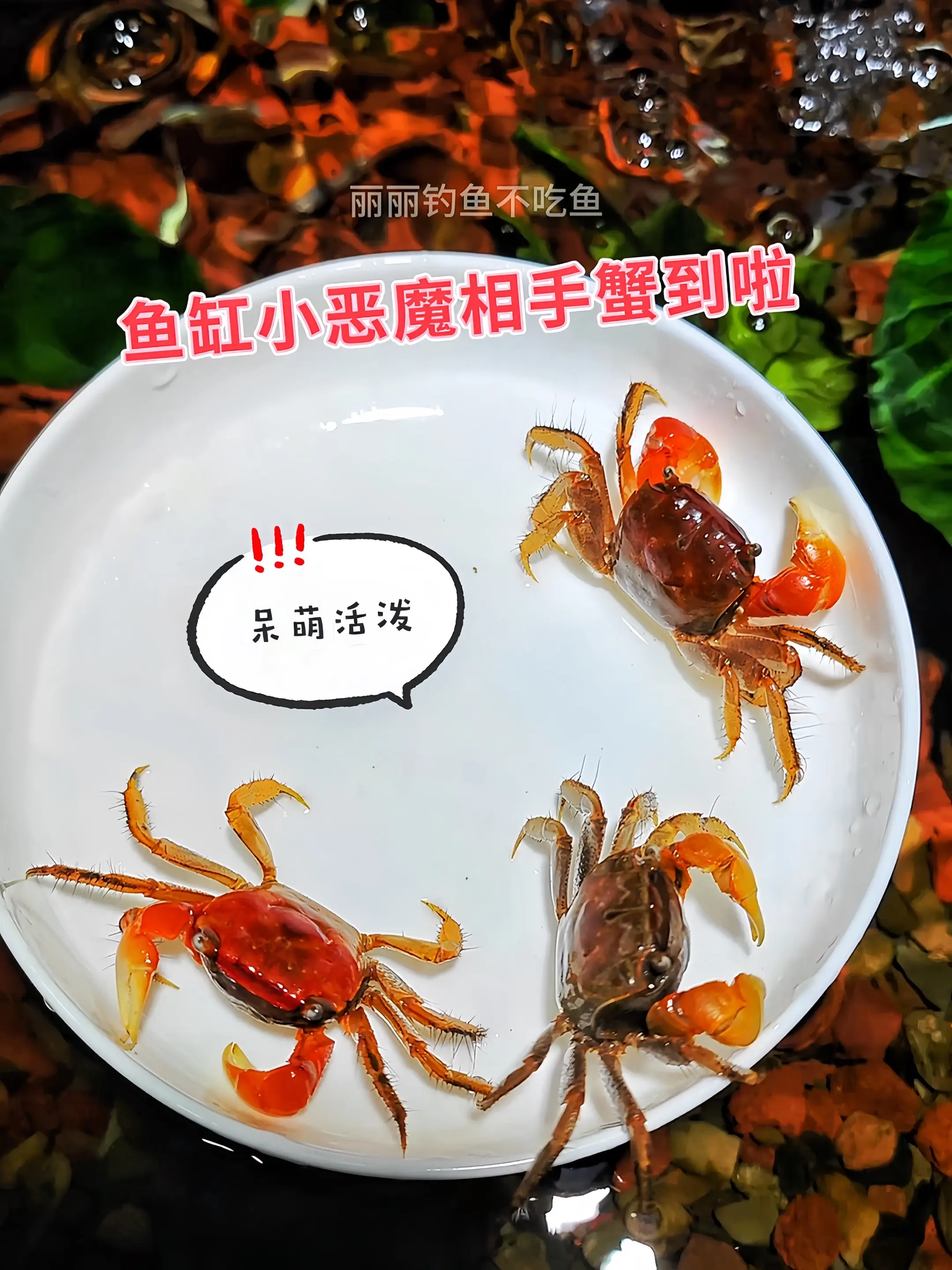 在鱼缸中，相手蟹堪称“清洁大师”，它们会主动清理藻类、食物残渣等污垢...