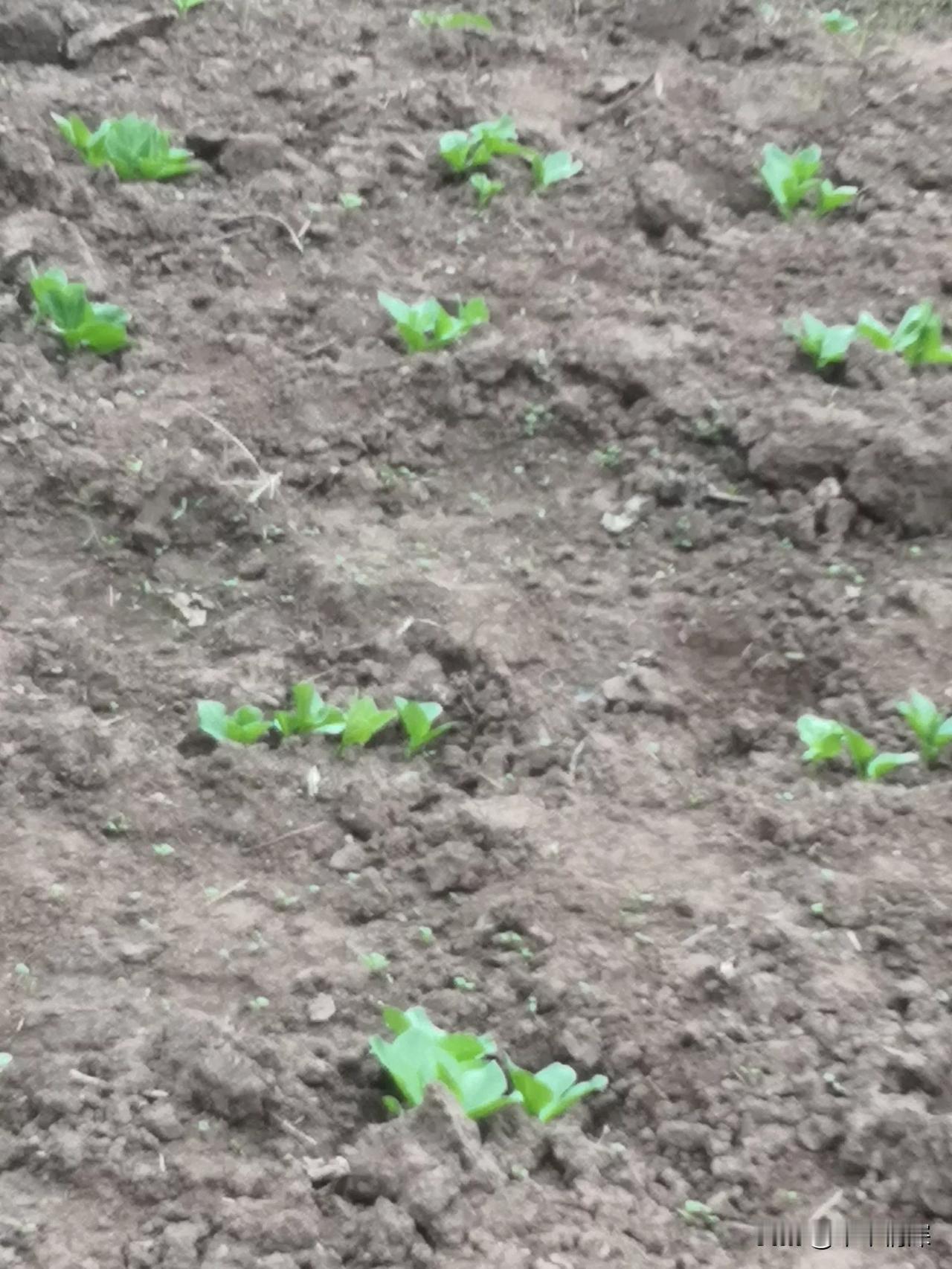 2025年12月4日，中江县华实乡，这是个很美的乡镇，这是从太安乡镇到仓山的必经