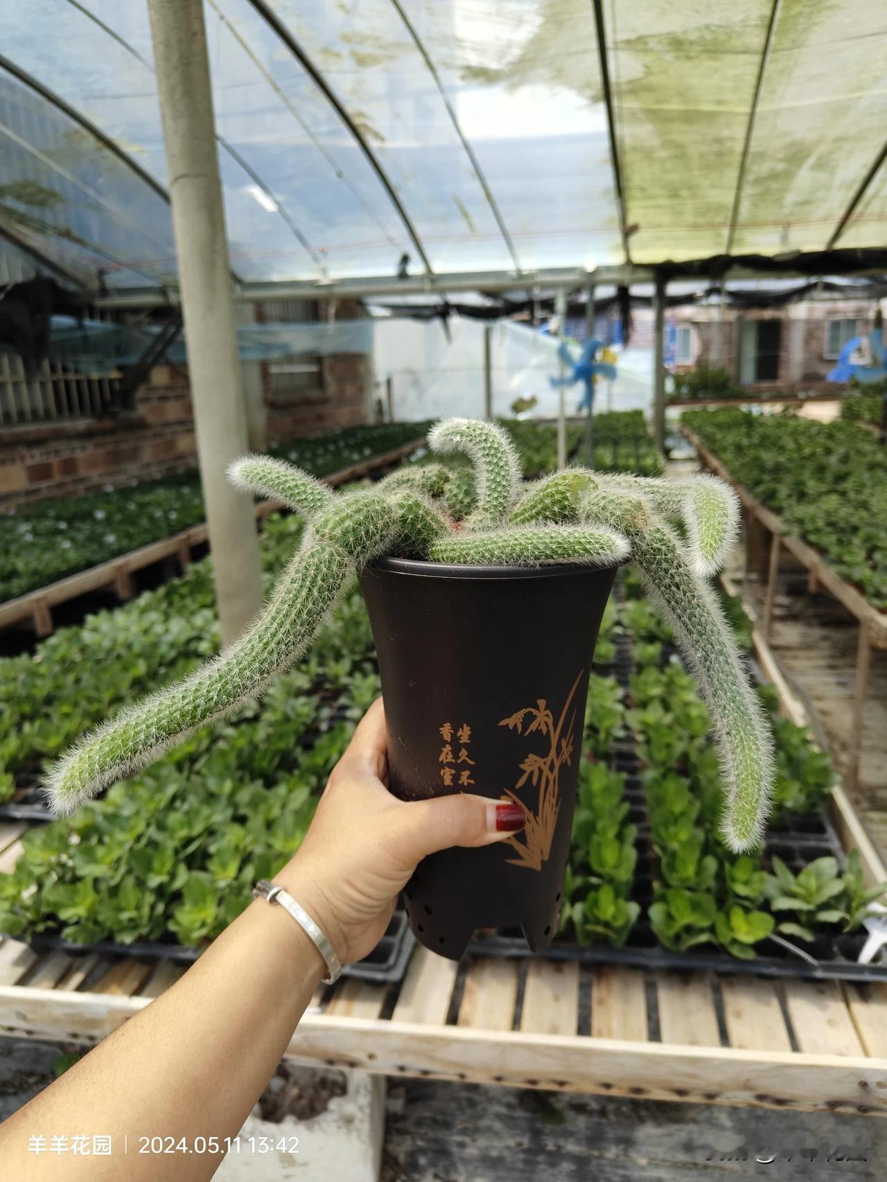 #纪录随手一拍的花花草草#