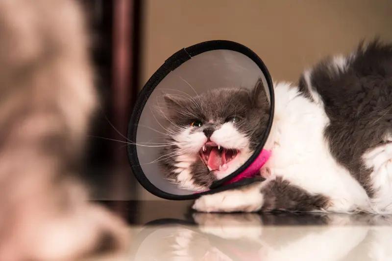 4月19日河南，一男子被养了5年猫咬伤，整个小腿血淋淋的，右小腿直接被咬掉一块肉