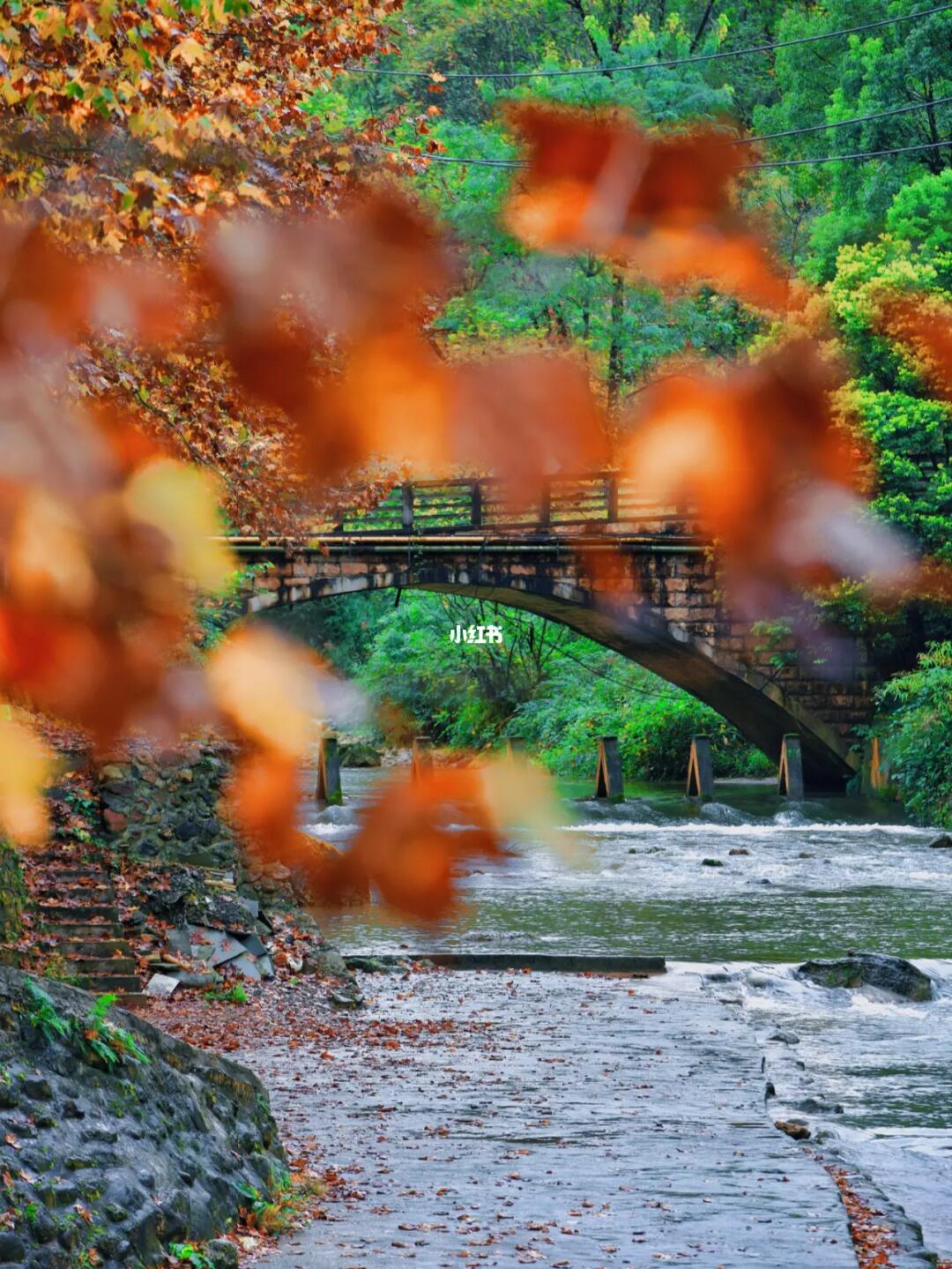 我在这里看到了成都最欧洲的秋色